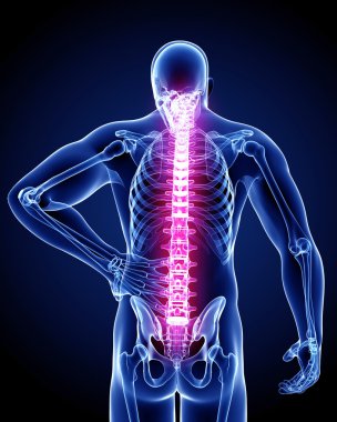 acı anatomisi arka
