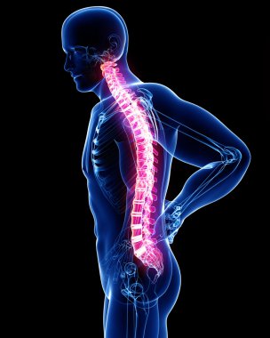acı anatomisi arka