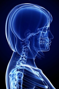 siyah bir arka plan üzerinde izole kadın yüzü anatomisi gösteren resim