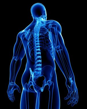 erkek vücudu anatomisi