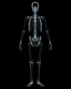 erkek vücudu anatomisi
