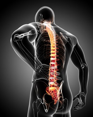 acı anatomisi arka