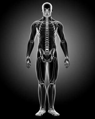 erkek vücudu anatomisi