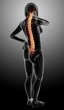 kadın omurga ağrısı x-ray anatomisi