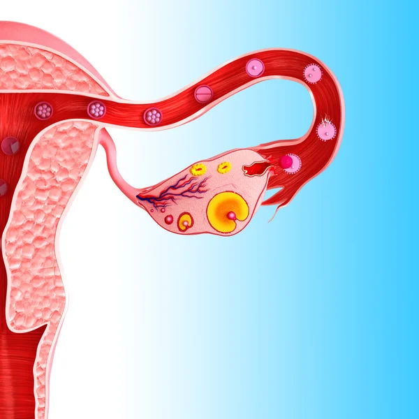 Female ovary — Stock Photo, Image
