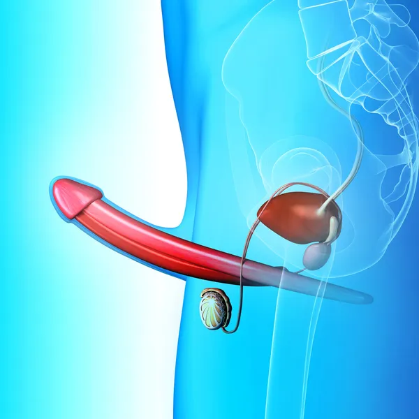 블루에서 남성 생식 — 스톡 사진