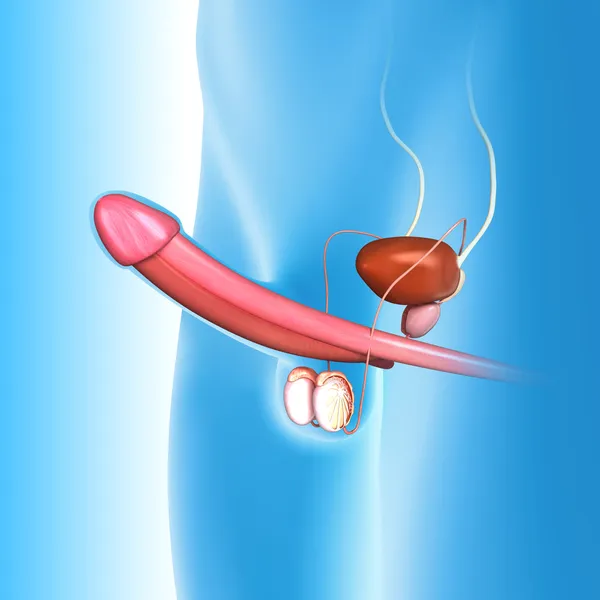 Мужская репродуктивная система в голубом — стоковое фото