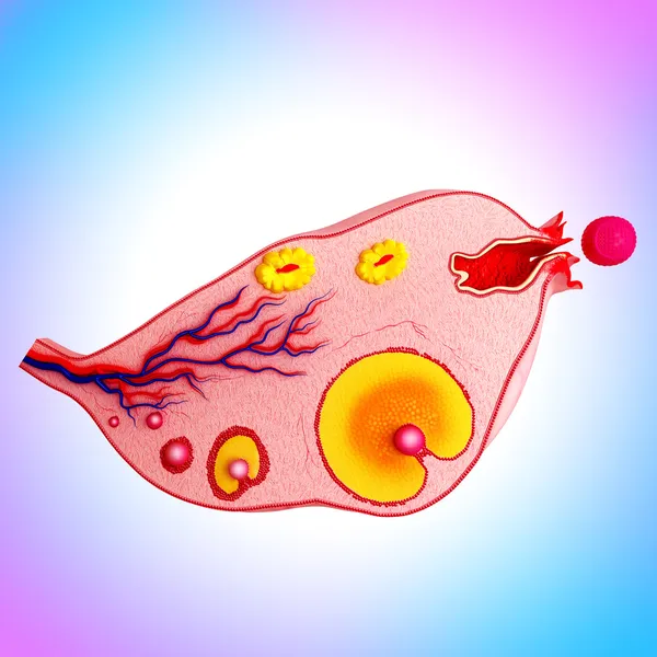 Eierstockzyklus isoliert — Stockfoto