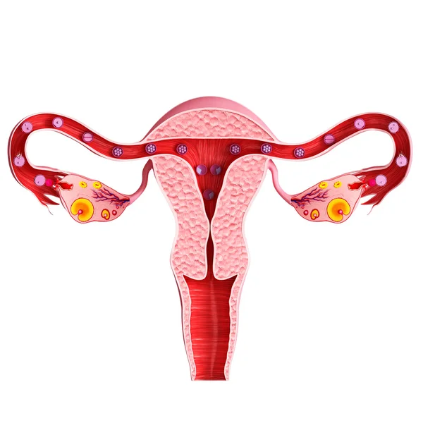 白で隔離される女性の卵巣 — ストック写真