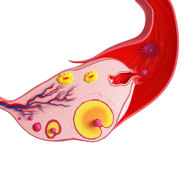 卵巣周期の分離 — ストック写真