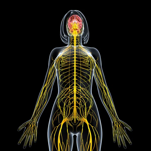 Nervous system of female body view isolated in black — Stock Photo, Image