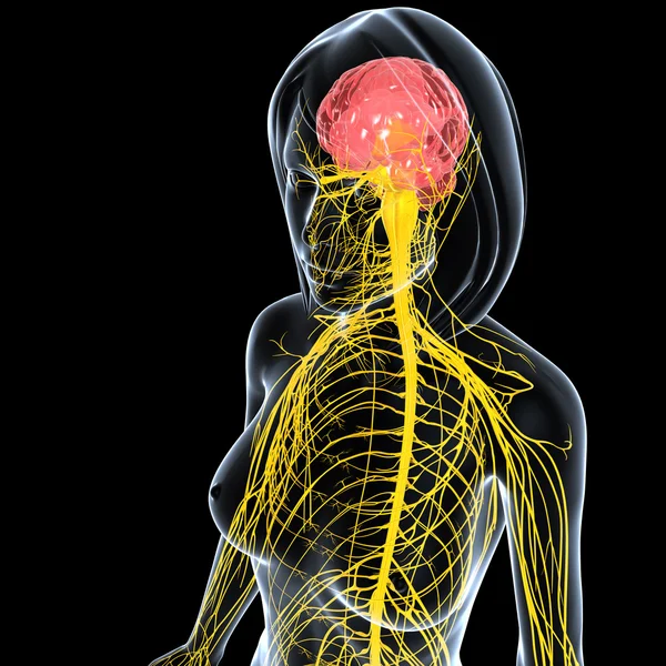 Нервова система жіночого вигляду тіла ізольована в чорному — стокове фото