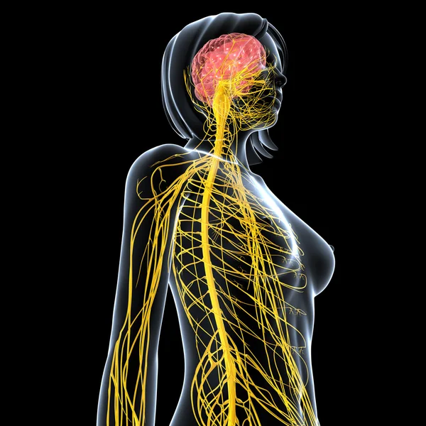 Nervous system of female body view isolated in black — Stock Photo, Image