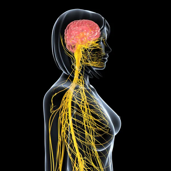 Układ nerwowy widzenia kobiecego ciała na białym tle w kolorze czarnym — Zdjęcie stockowe
