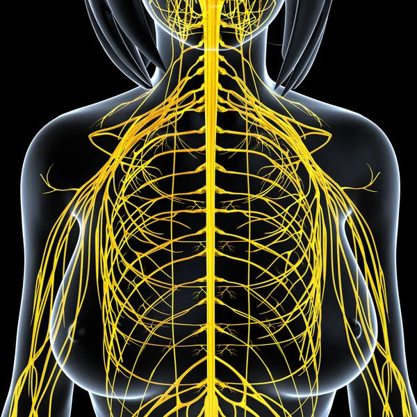 Nervový systém ženské tělo pohledu izolované v černém — Stock fotografie