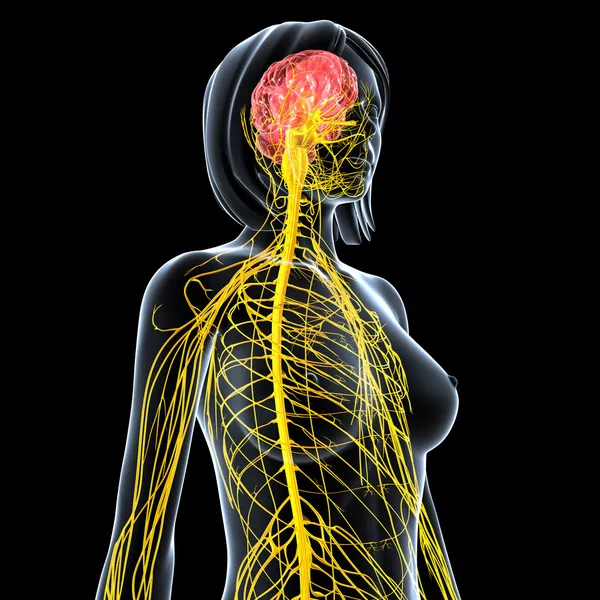 Nervensystem der weiblichen Körpersicht isoliert in schwarz — Stockfoto