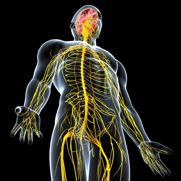 Vederea sistemului nervos masculin — Fotografie, imagine de stoc