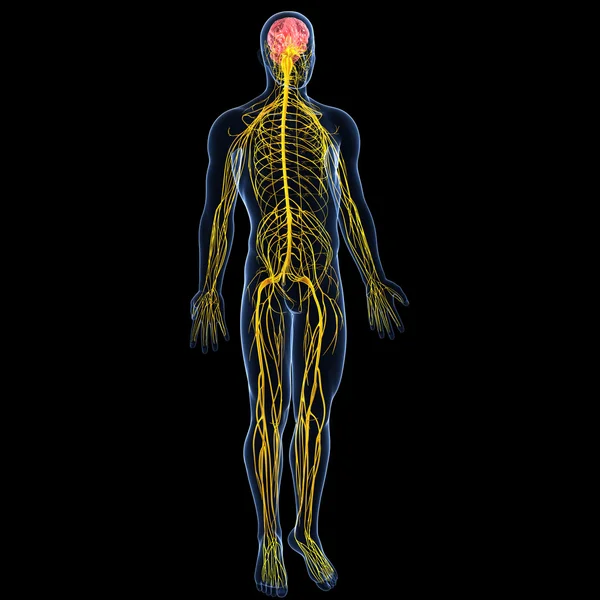 View of male nervous system — Stock Photo, Image