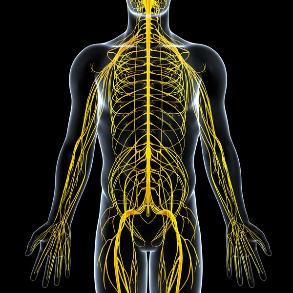 Вид чоловічої нервової системи — стокове фото