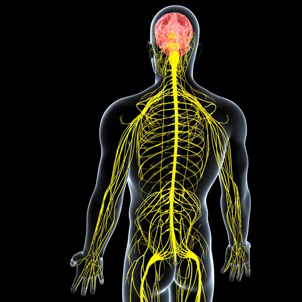 Вид чоловічої нервової системи — стокове фото