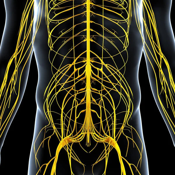 3d ilustración de arte del sistema nervioso —  Fotos de Stock