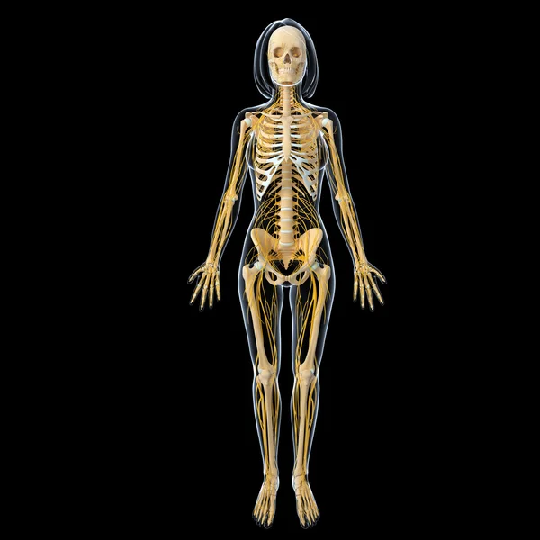 3D umění ilustrace nervové soustavy — Stockfoto