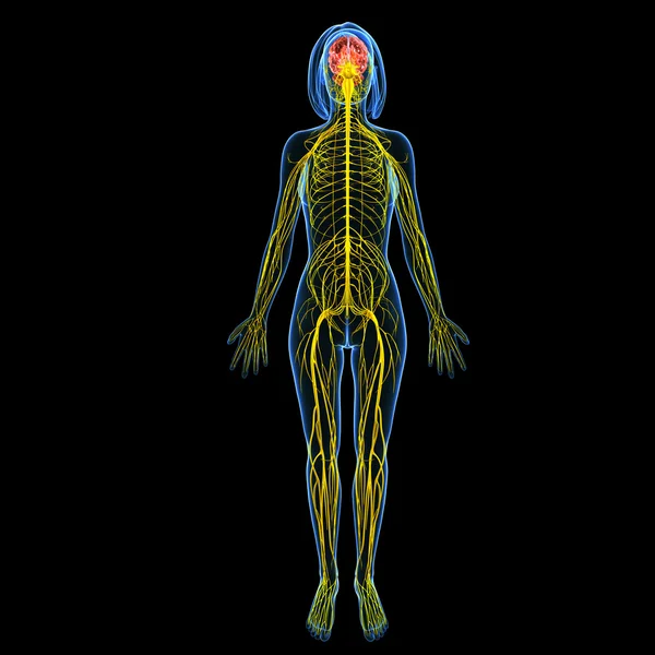 Νευρικό σύστημα του γυναικείου σώματος προβολή απομονωθεί σε μαύρο — Φωτογραφία Αρχείου