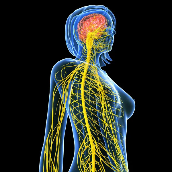 女性的身体视图被隔绝在黑色的中枢神经系统 — 图库照片