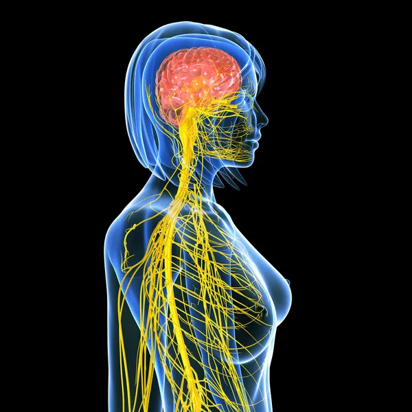 女性的身体视图被隔绝在黑色的中枢神经系统 — 图库照片