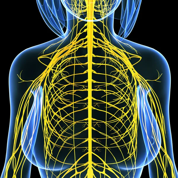 Nervous system of female body view isolated in black — Stock Photo, Image
