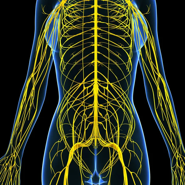 Nervous system of female body view isolated in black — Stock Photo, Image