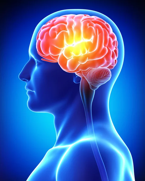 Male brain — Stock Photo, Image