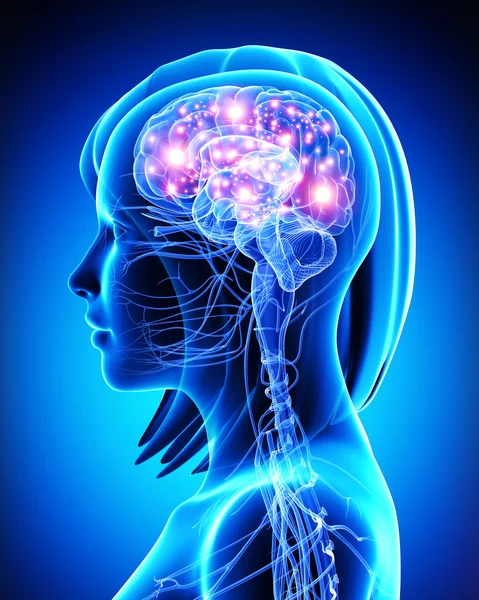 Female active brain — Stock Photo, Image