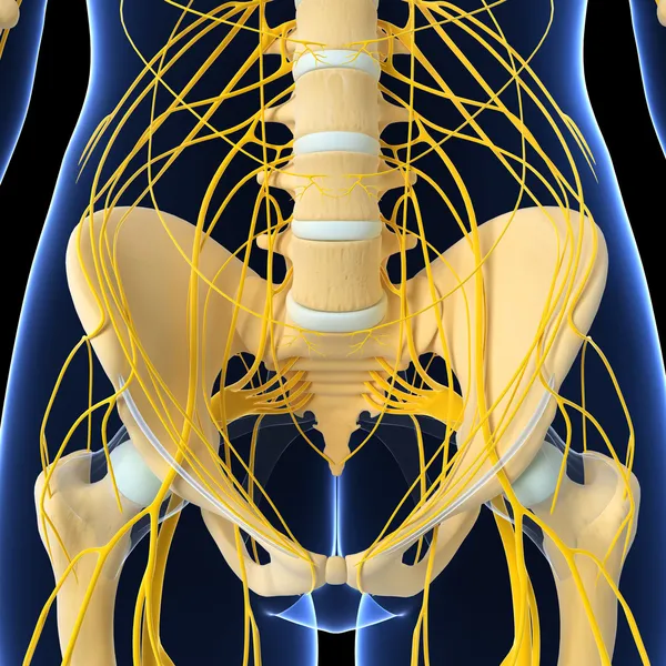 3d ilustración de arte del sistema nervioso — Foto de Stock