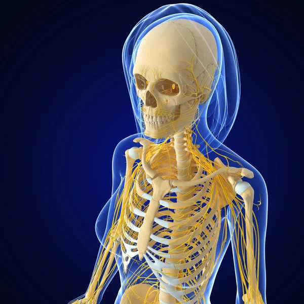 3D umění ilustrace nervové soustavy — Stock fotografie