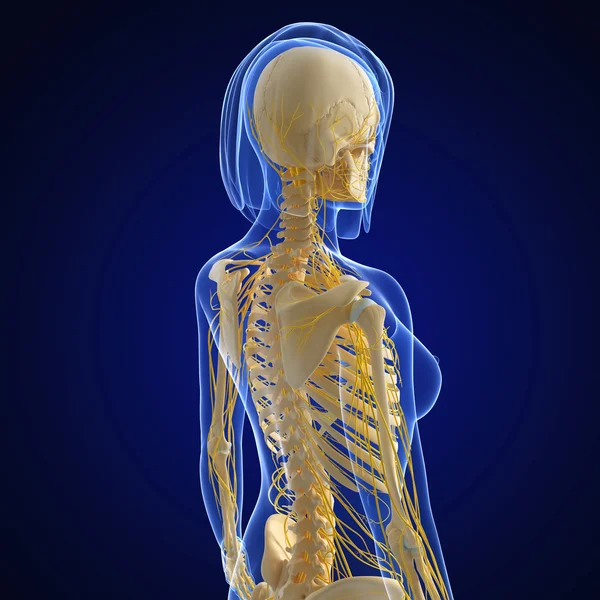 3D umění ilustrace nervové soustavy — Stockfoto