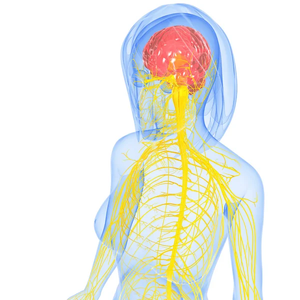 Третья художественная иллюстрация нервной системы — стоковое фото