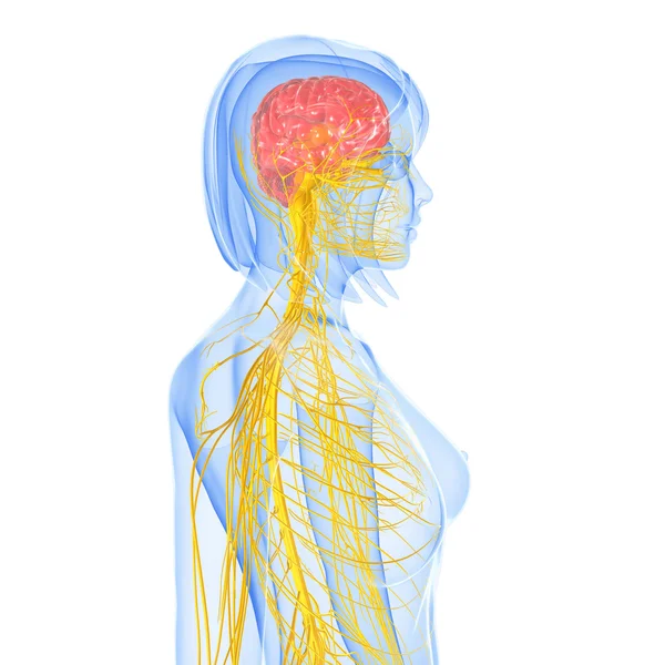 Третья художественная иллюстрация нервной системы — стоковое фото