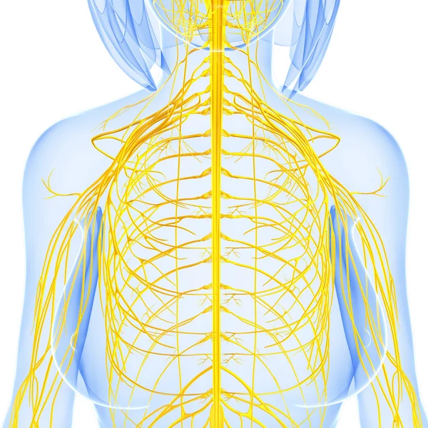 3d художня ілюстрація нервової системи — стокове фото
