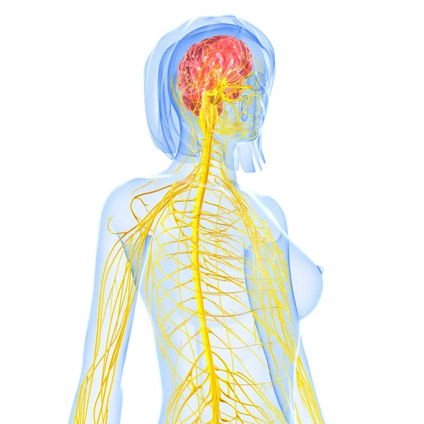 Третья художественная иллюстрация нервной системы — стоковое фото