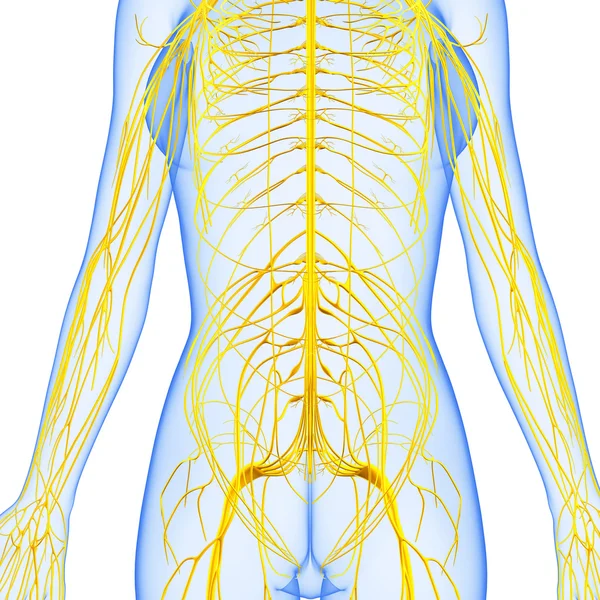 3d art illustration of Nervous system — Stock Photo, Image