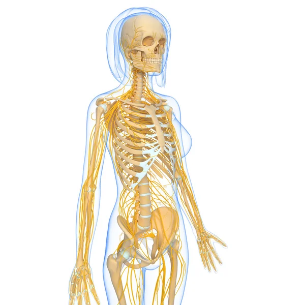 Ilustração de arte 3d do sistema nervoso — Fotografia de Stock