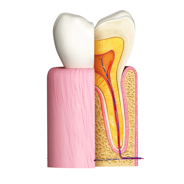 3D Illustration of side view of teeth anatomy — Stock Photo, Image