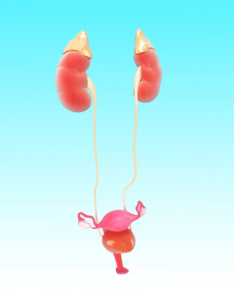 Anatomía del sistema renal femenino — Foto de Stock