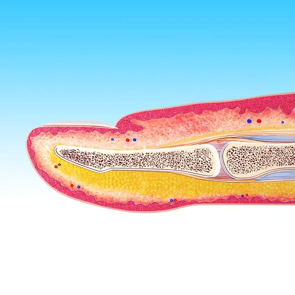 ᐈ Epidermis imágenes de stock, fotos epidermis | descargar en