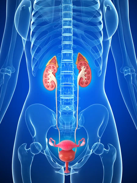 Sistema urinario femenino en forma de rayos X azules en azul —  Fotos de Stock