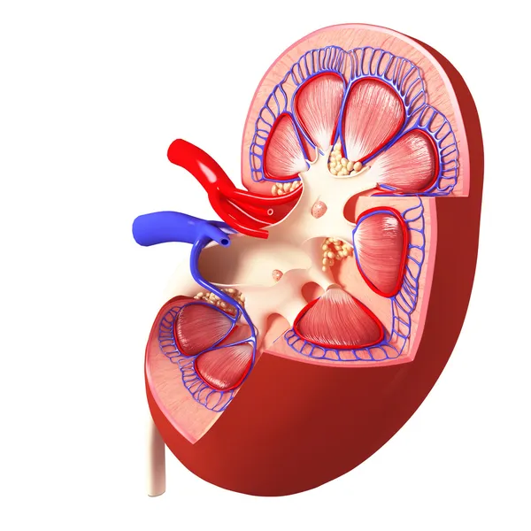 Anatomy of side view of kidney internal view in different form — Stock Photo, Image