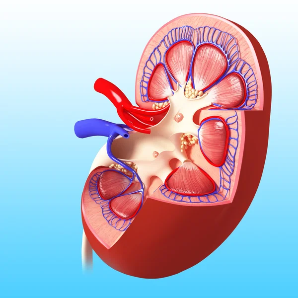 Anatomía de la vista lateral de la vista interna del riñón en forma diferente — Foto de Stock