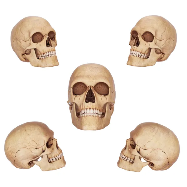 五个头骨在不同的角度查看 — 图库照片