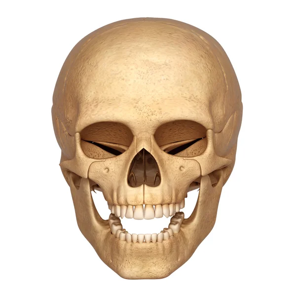 Uśmiechnięta czaszka — Zdjęcie stockowe